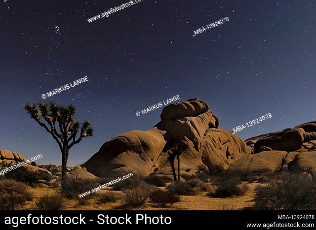 Joshua Tree (Yucca brevifolia), starry sky, Joshua Tree National Park, Mojave Desert, California, United States, USA