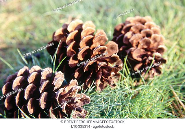 Ponderosa pine cones. Mirabeau Point Park. Spokane Valley. Washington. USA