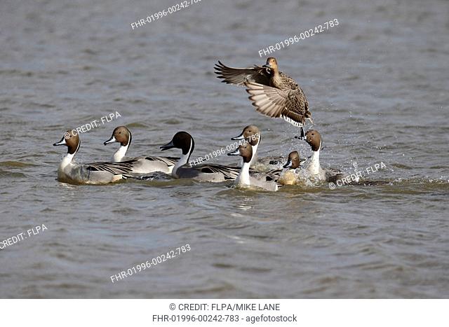 Northern Pintail (Anas acuta) adult female, in flight, chased by group of males on lake, Gloucestershire, England, March