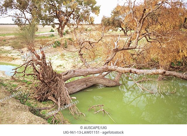 Black box Environmental degradation due to lakebed cropping, Darling River anabranch in southwestern New South Wales, Australia