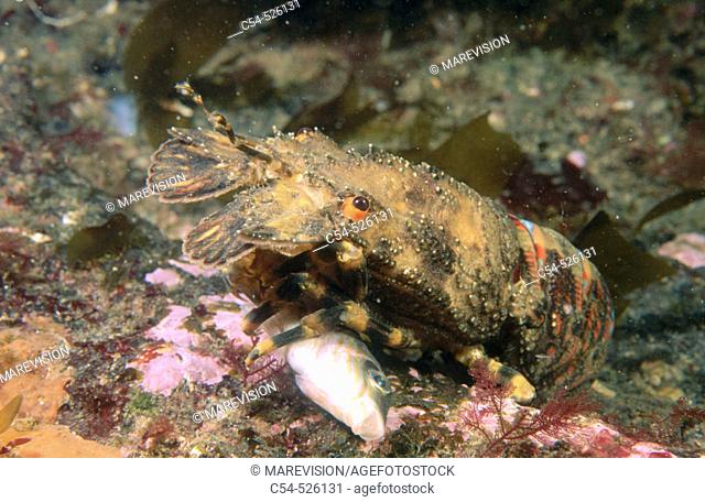 Lobster (Scyllarus arctus) devouring dead Comber. Galicia, Spain