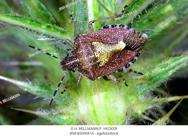 sloe bug, sloebug (Dolycoris baccarum), on a plant, Germany