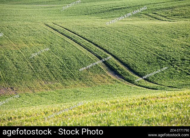 Beautiful green field with some tractor tracks