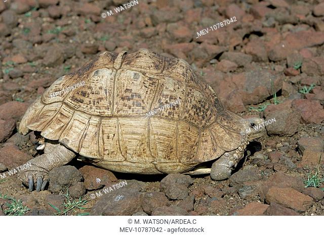 Leopard Tortoise (Testudo pardalis)