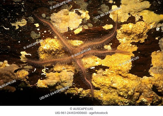 Brittle star (Clarkoma pulchra). Edithburgh, Yorke Peninsula, South Australia