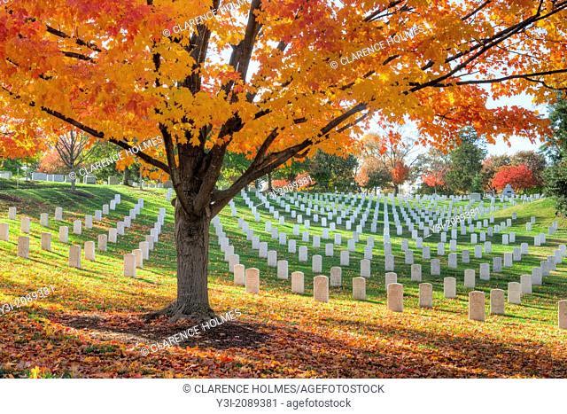 Maple trees add peak fall color to the grounds of Arlington National Cemetery in Arlington, Virginia