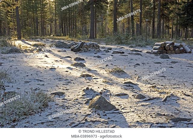 Sweden, Muddus National park, forest, clearing, snow, late-night-autumn