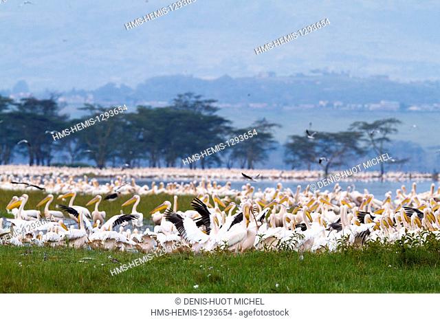 Kenya, Nakuru national park, white pelican (Pelecanus onocrotalus), multitude after the rising of the level of water in the lake