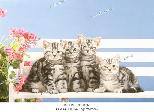 Four Kittens on Bench: British Shorthair Silver Tabby