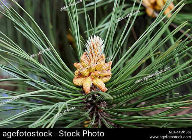 Black pine (Pinus nigra), male flowers, Flanders, Belgium