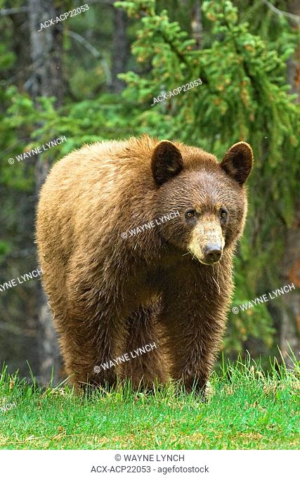 Cinnamon-coloured American black bear Ursus americanus, Rocky Mountains, western Alberta, Canada
