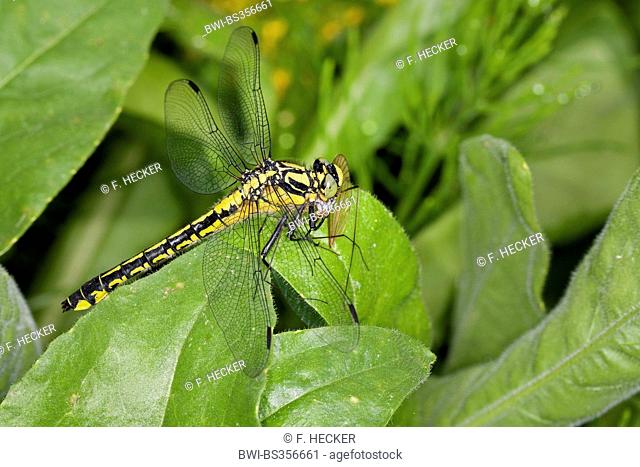 club-tailed dragonfly (Gomphus vulgatissimus), with prey, Germany