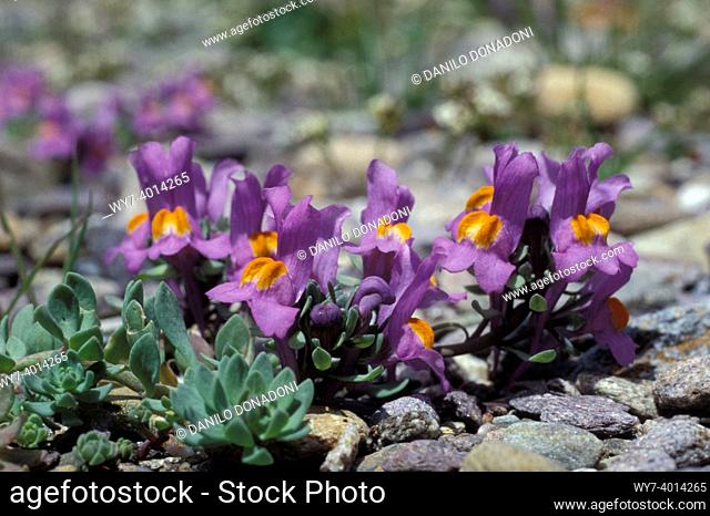 linaria alpina flowers, vilminore di scalve, italy