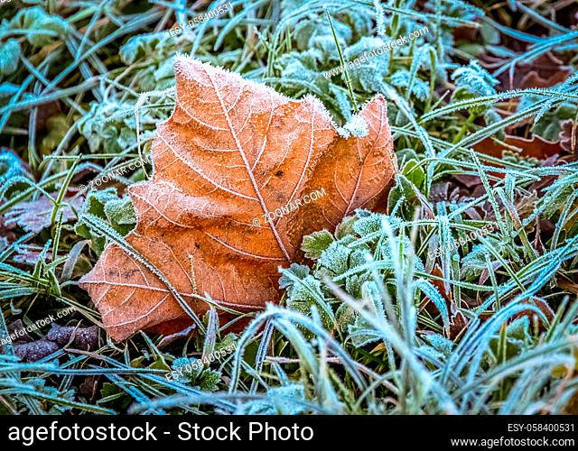 Small leaf with winter frost on a cold morning