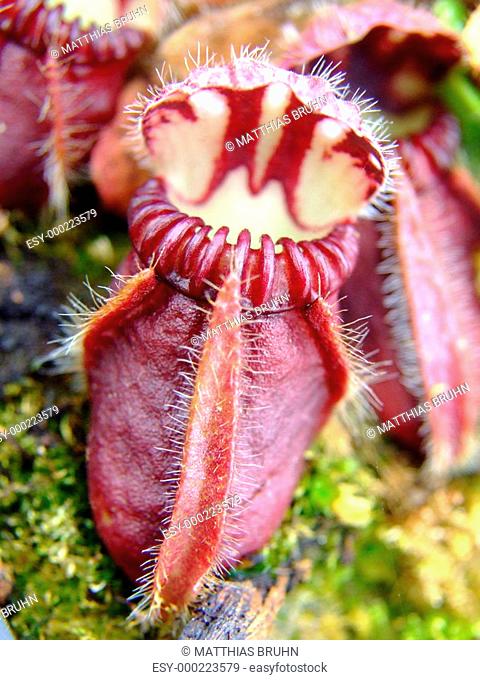 Cephalotus - Fleischfressende Pflanze