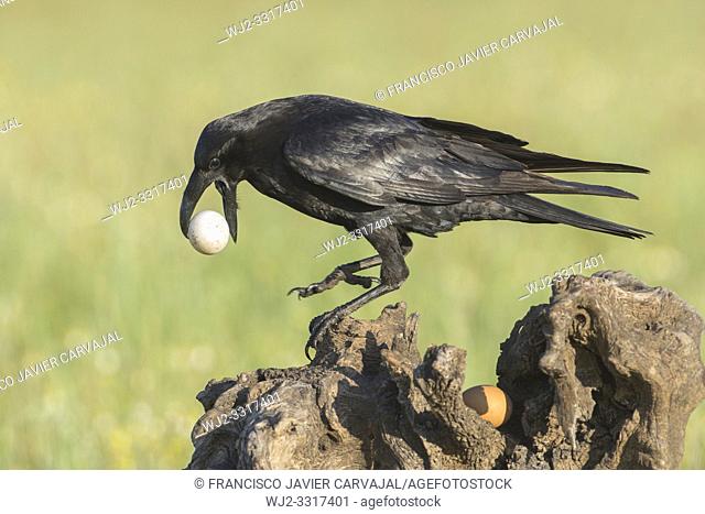 Common raven (Corvus corax) eating eggs, in Extremadura, Spain