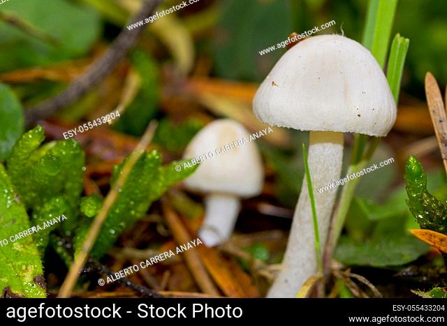 Mushrooms, Valsain Forest, Guadarrama National Park, Segovia, Castilla y León, Spain, Europe