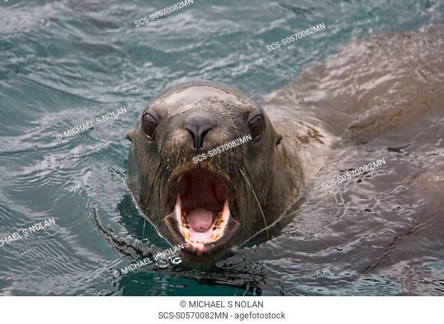 Curious northern Steller sea lion Eumetopias jubatus colony in Inian Pass near Cross Sound, southeastern Alaska These animals are excited by the incoming flood...