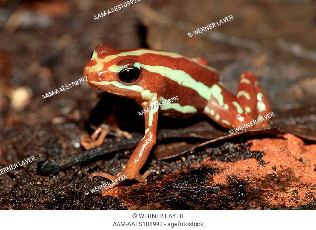Phantasmal Poison frog (Epipedobates tricolor)