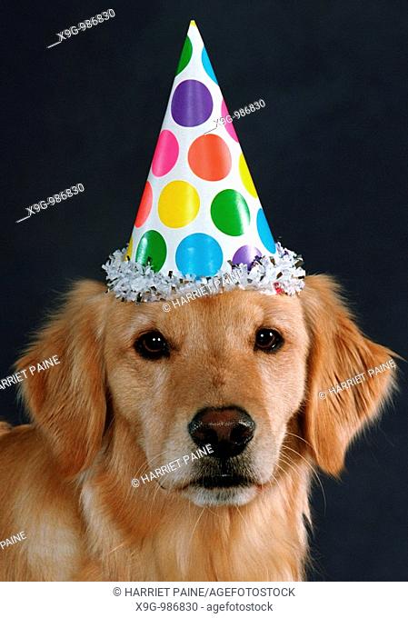 Golden Retriever with party hat