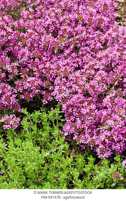 Lavender Thyme (Thymus thracicus). Tennant Lake. Fragrance Garden , Ferndale, Washington. USA