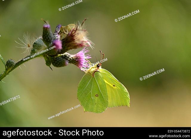 Common brimstone butterfly on a meadow. Zitronenfalter (Gonepteryx rhamni)
