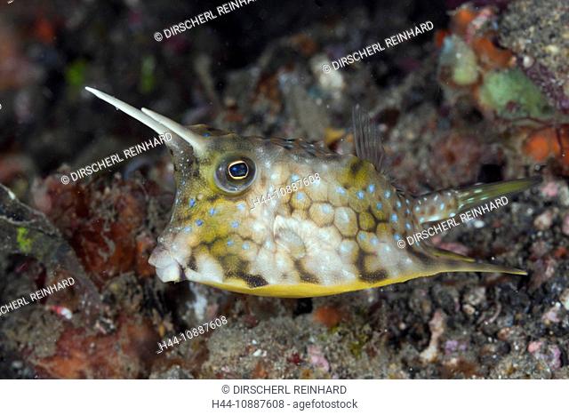 Longhorn Boxfish, Lactoria cornuta, Lembeh Strait, North Sulawesi, Indonesia