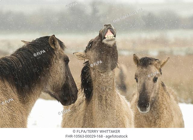 Konik Horse, adults, one in flehmen, close-up of heads, in snow, Ham Fen Nature Reserve, Kent, England, winter