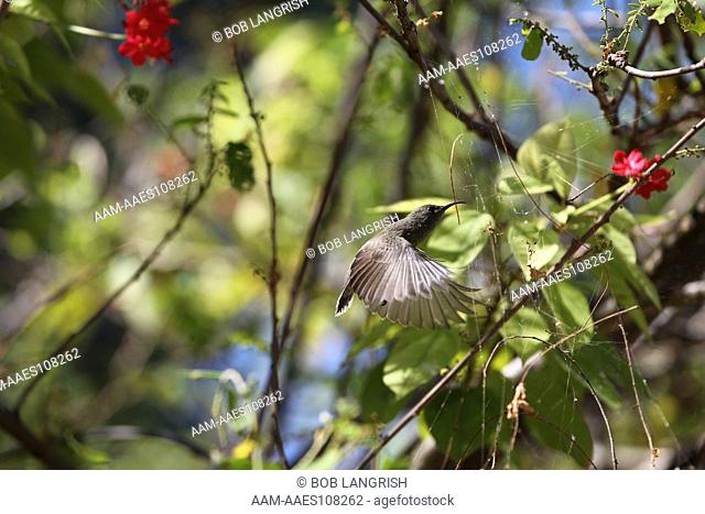 Seychelles Sunbird, Cinnyris dussumieri, Bird Island, Seychelles