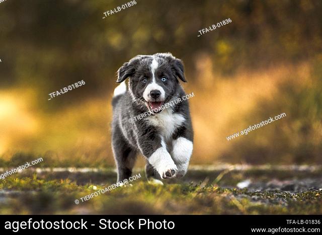 Border Collie puppy