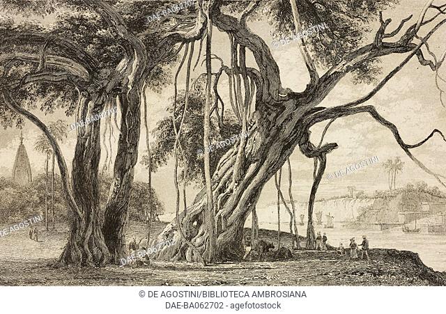 A banyan tree (Ficus benghalensis), India, engraving by Lemaitre from Inde, by Dubois De Jancigny and Xavier Raymond, L'Univers pittoresque
