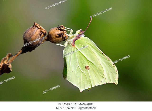 Brimstone Butterfly (Gonepteryx rhamni)
