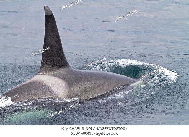 An adult bull killer whale Orcinus orca surfacing in Johnstone Strait, British Columbia, Canada, Pacific Ocean