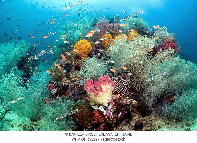 Colored Reef with Black Corals, Antipathes dichotoma, Triton Bay, West Papua, Indonesia