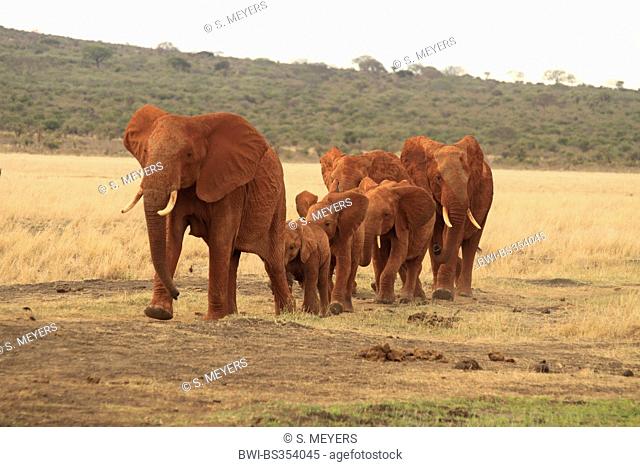 African elephant (Loxodonta africana), herd of elephants in the savannah, Kenya, Tsavo East National Park