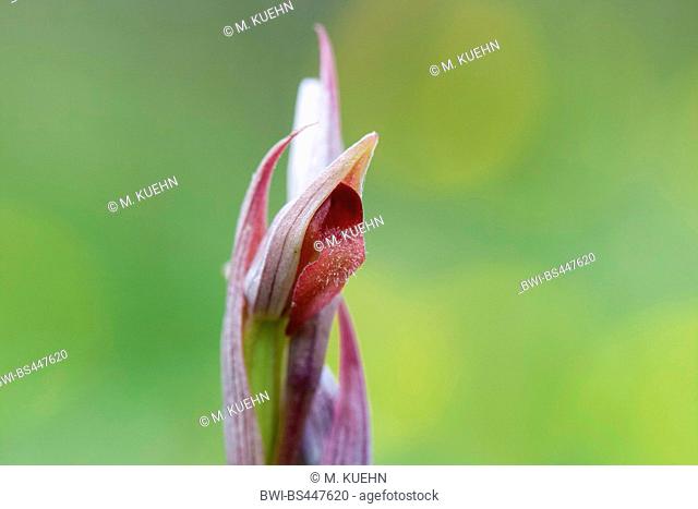 small flowered serapias (Serapias parviflora), flower, Italy, Sardegna