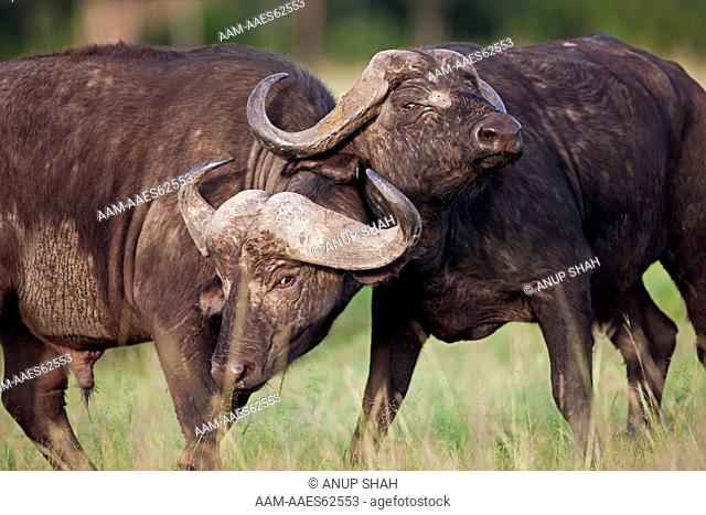 Cape or African Buffalo males fighting as a test of strength (Syncerus caffer). Maasai Mara National Reserve, Kenya. Feb 2010