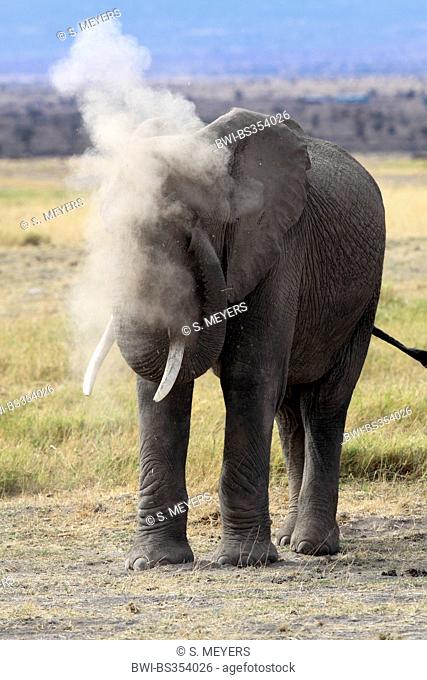 African elephant (Loxodonta africana), is having a dust bath , Kenya, Amboseli National Park