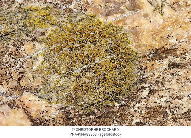 sea lichen Caloplaca maritima - Les Sables d’ Olonne, Vendee, Pays de la Loire, France, Europe