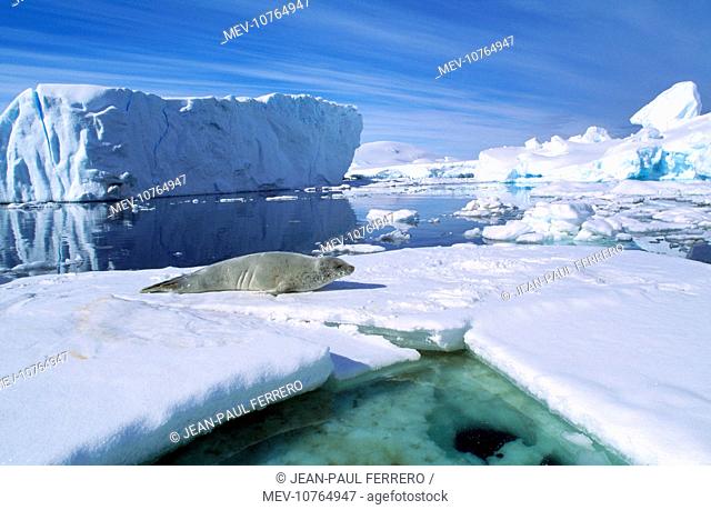 CRABEATER SEAL - On ice floe (Lobodon carcinophagus )