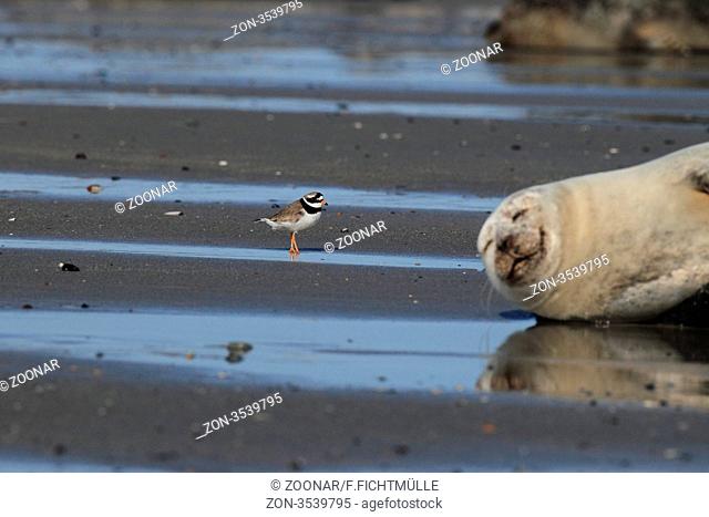 Sandregenpfeifer und Seehund