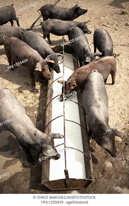 Spanish Iberian pigs drink whey, the skimmed nonfat milk left over when making cheese, on a pig farm in Prado del Rey, Sierra de Cadiz, Cadiz province