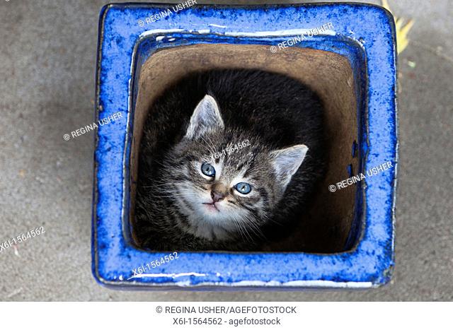 Kitten, hidding in plant pot, Lower Saxony, Germany