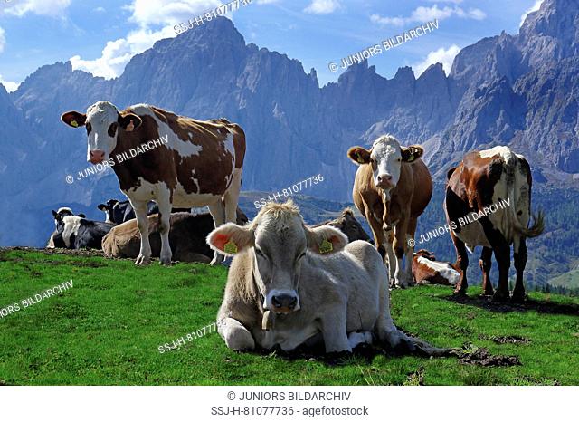 Red Holstein and Tyrolese Grey Cattle. Cows resting on the Alpe Nemes in the Sexten Dolomites. Sextner Dolomites Natural Park, South Tyrol, Italy