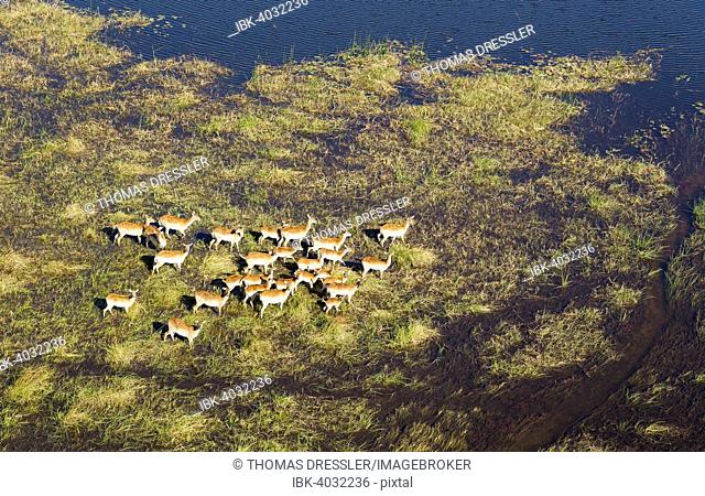 Red Lechwe (Kobus leche leche) herd in a freshwater marsh, aerial view, Okavango Delta, Botswana