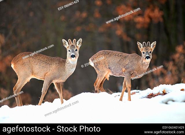Two wild roe deer, capreolus capreolus, bucks watching in winter nature standing on snow. Young mammals with growing antlers covered in velvet in natural...