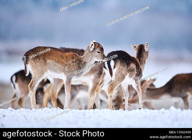 Fallow deer (Dama dama), winter, meadow, standing, sideways