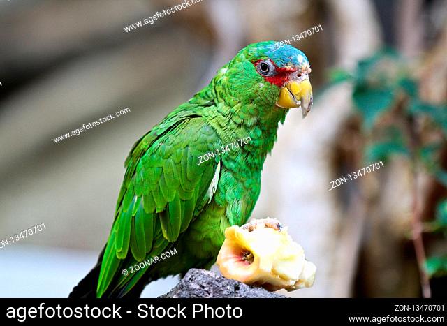 The Great Green Macaw also known as Buffon's Macaw or the Great Military Macaw, is a Central and South American parrot found in Nicaragua, Honduras, Brazil