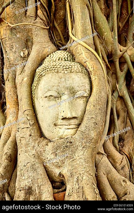 Head of Sandstone Buddha in The Tree Roots at Wat Mahathat, Ayutthaya Thailand