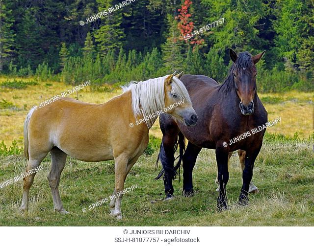 Italian Heavy Draft, Rapid Heavy Draft and Haflinger Horse. Two horses on a bog meadow, standing next to each other. Sextner Dolomites Natural Park, South Tyrol